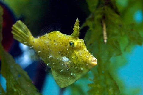 Korean black scraper (Thamnaconus modestoides)