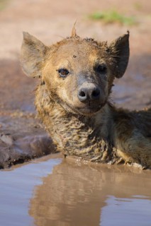 Spotted hyena (Crocuta crocuta) lying in a puddle to cool down