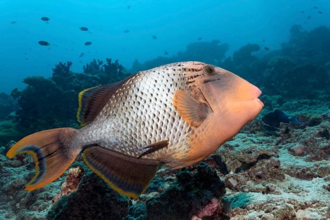 Yellowmargin Triggerfish (Pseudobalistes flavimarginatus) coral reef