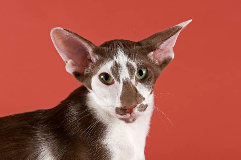 Pedigree cat