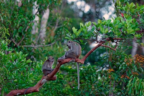 Two Crab-eating Macaques (Macaca fascicularis)