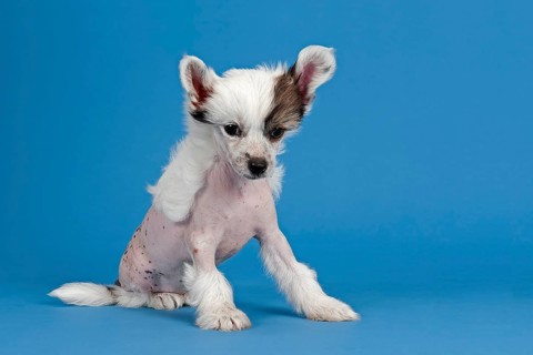 Chinese Crested Dog