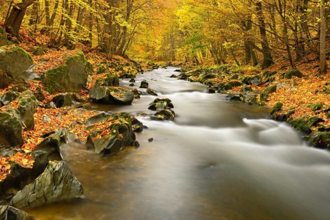 Schwarza River in the autumn