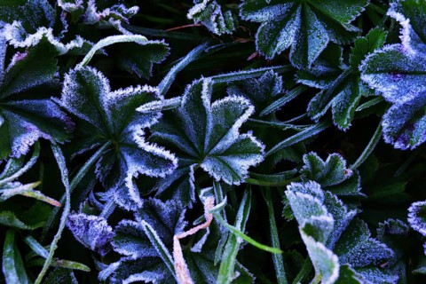 Lady's Mantle (Alchemilla sp.) with morning frost