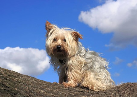 Yorkshire Terrier sitting on a tree trunk