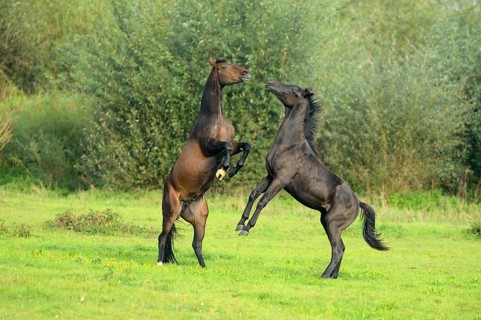 Two young horses fighting