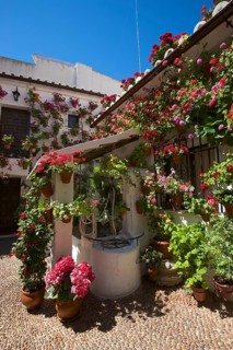 Flower-bedecked inner courtyard during the Fiesta de los Patios