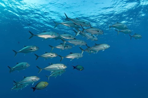 Swarm of bigeye trevally (Caranx sexfasciatus)