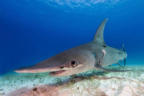 Great hammerhead shark (Sphyrna mokarran) Bimini