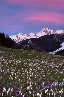 Flowering Crocuses (Crocus vernus) at sunset