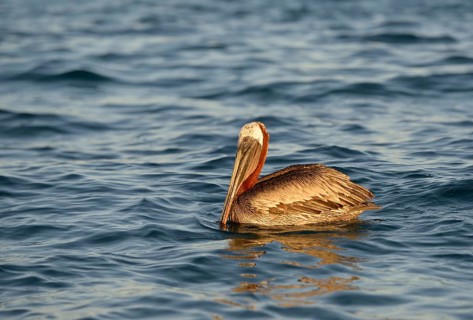 Brown pelican (Pelecanus occidentalis)