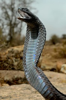 Egyptian cobra (Naja haje)
