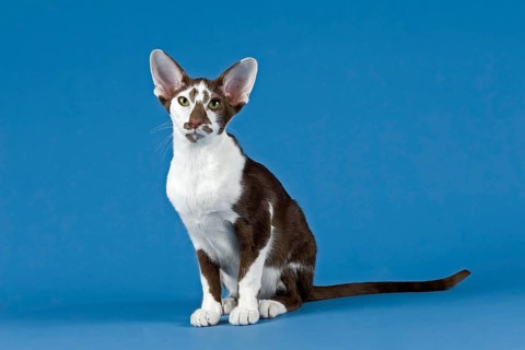 Oriental Shorthair cat