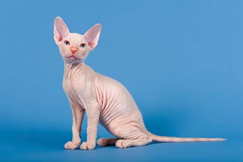 Don Sphynx kitten