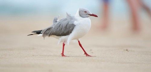 Grey-headed gull (Chroicocephalus cirrocephalus) on the sandy beach beach