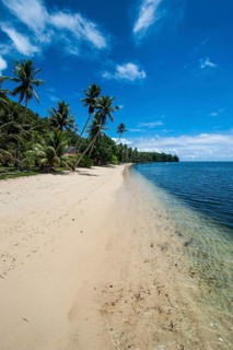 White sand beach and palm trees