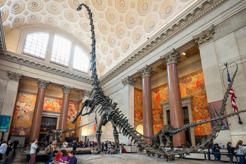 Dinosaur skeleton