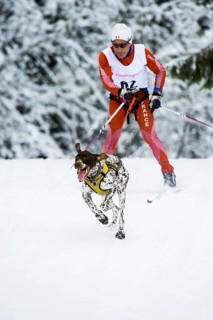 Man and dog skijoring