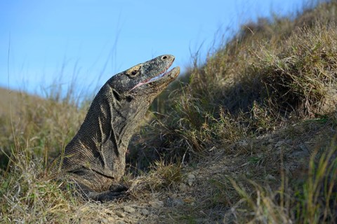 Komodo Dragon (Varanus komodoensis)