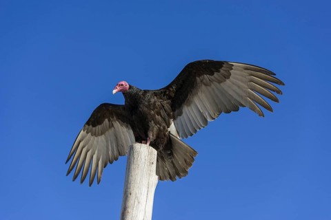 Turkey Vulture (Cathartes aura)