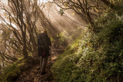 Young woman ascending the Piton des Neiges through the cloud forest