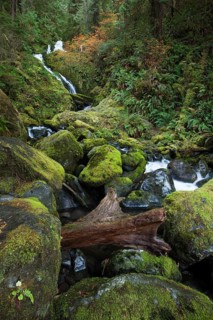 Bunch Creek Falls at the Quinault Lake