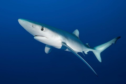 Blue shark (Prionace glauca)