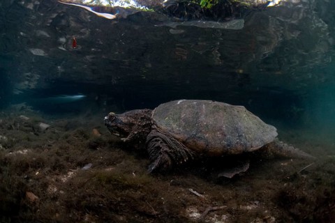 Common Snapping Turtle (Chelydra serpentina)