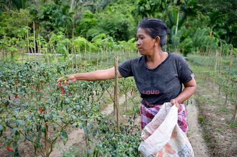 Woman harvesting chili peppers (Capsicum)
