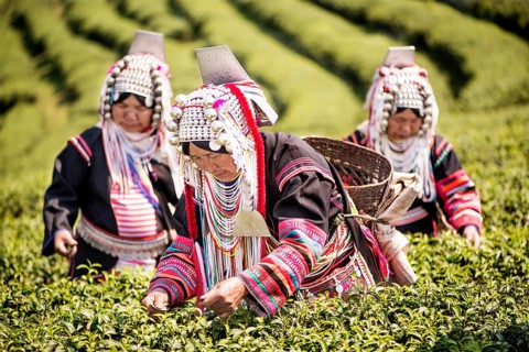 Akha hill tribe women picking tea