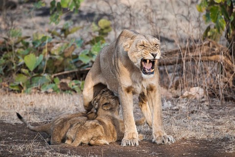 Asiatic lion (Panthera leo persica)