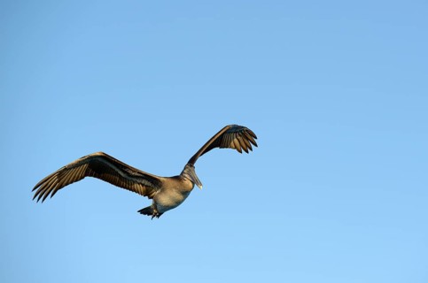 Brown pelican (Pelecanus occidentalis)