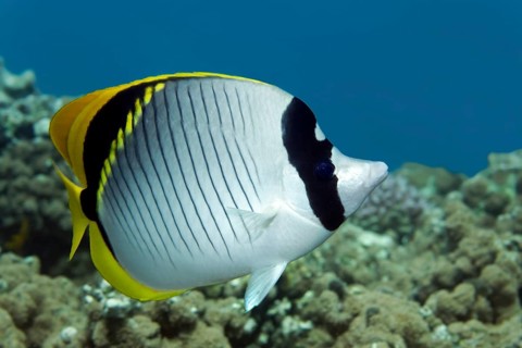 Lined butterflyfish (Chaetodon lineolatus)