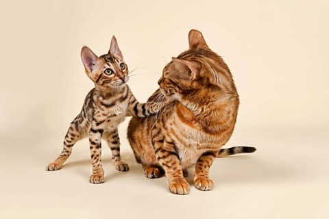 Bengals