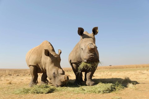 White Rhinos (Ceratotherium simum) with sawed-off horns being fed during the dry season