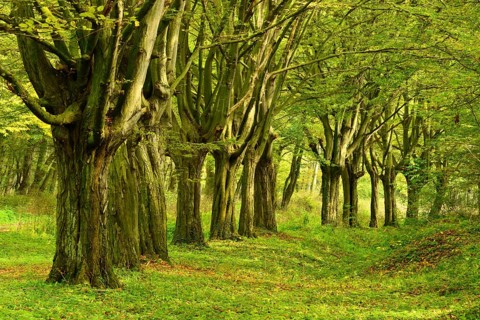 Beeches
