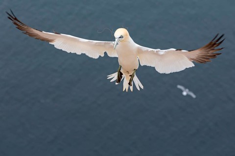 Northern Gannet (Morus bassanus)