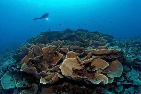 Divers looking at lettuce coral (Turbinaria mesenterina)