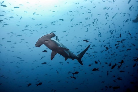 Scalloped hammerhead shark (Sphyrna lewini)