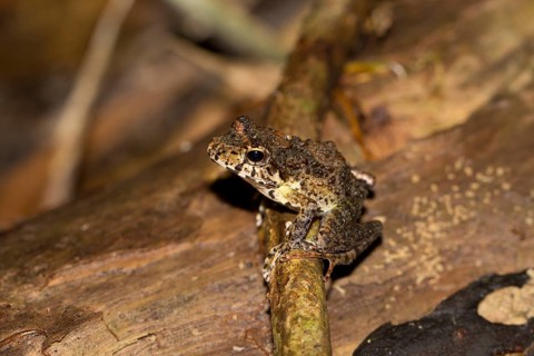 Gephyromantis frog (Gephyromantis ssp.)