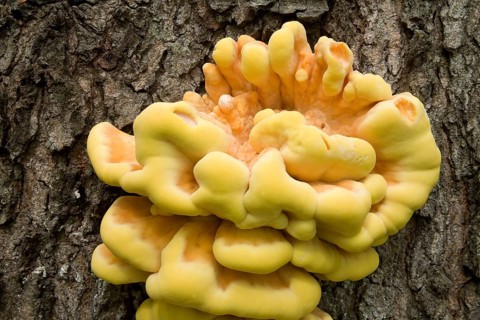 Sulphur Polypore (Laetiporus sulphureus)