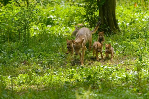 Eurasian Wolves (Canis lupus lupus)