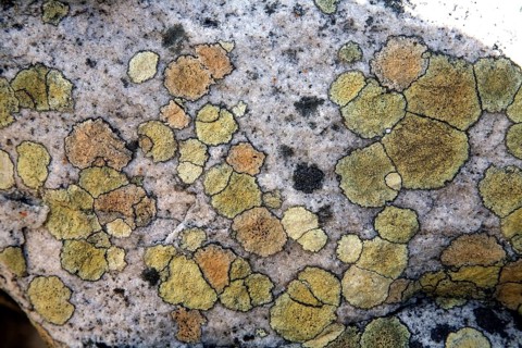 Map Lichen (Rhizocarpon geographicum)
