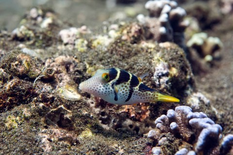 Valentinni's sharpnose puffer (Canthigaster valentini)