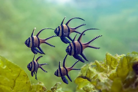 Banggai cardinalfish (Pterapogon kauderni) group