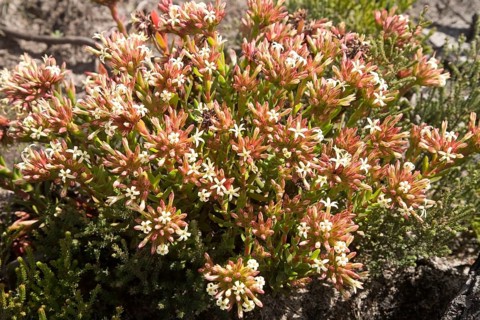 Karnaatjieblom (Crassula fascicularis)
