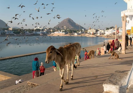 Cows at Pushkar lake Ghats