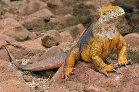 Galapagos land iguana (Conolophus subcristatus)