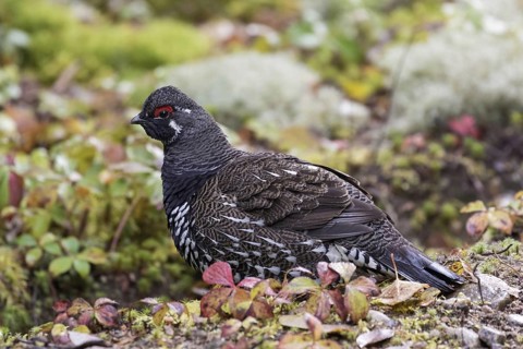 Spruce grouse (Falcipennis canadensis)