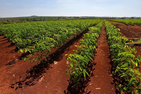 Newly planted rubber trees after a previous deforestation